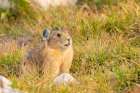 USA, Wyoming, Medicine Bow National Forest. Close-up of pika in grass. Art Print